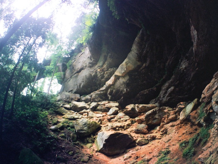 Lush forest after wet spring and early summer